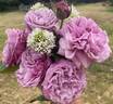 Brindabella Melody rose photo