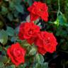 Santa Claus rose photo