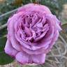 Brindabella Melody rose photo