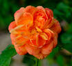 Jean Giono rose photo