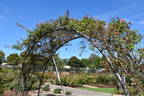 Lorraine Lee Cl. rose photo
