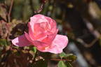 Lorraine Lee Cl. rose photo