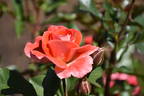 Matangi ® rose photo