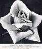 Sunburst rose photo