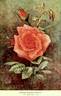 Madame Edouard Herriot rose photo
