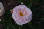 Dorothy House rose photo
