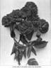 Philadelphia rose photo