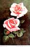 Madame Segond Weber rose photo
