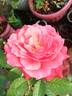 Camelot (grandiflora, Swim rose photo