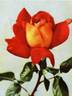 Sultane rose photo