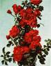 Grimpant Étendard rose photo
