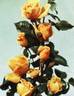 Climbing Mrs. Pierre S. duPont rose photo