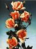 Comtesse Vandal, Cl. rose photo