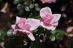 Octavia Hill rose photo