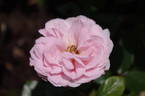 Octavia Hill rose photo