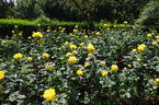 Princess Alice rose photo