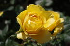 Princess Alice rose photo