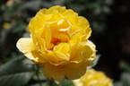 Princess Alice rose photo
