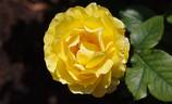 Princess Alice rose photo
