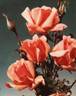 Comtesse Vandal, Cl. rose photo