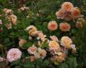 Elizabeth Stuart ® rose photo