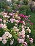 Elizabeth Stuart ® rose photo