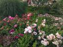 Elizabeth Stuart ® rose photo