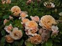 Elizabeth Stuart ® rose photo