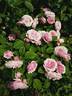 Elodie Gossuin rose photo