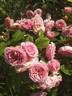 Elodie Gossuin rose photo