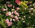 Elodie Gossuin rose photo