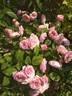 Elodie Gossuin rose photo