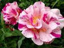 Edgar Degas ® rose photo
