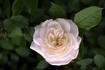 Lace Cascade rose photo