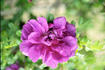Le Cid rose photo