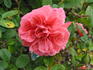 Pink Meillandina ® rose photo