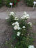White Margo Koster rose photo