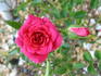 Sweet Raspberry rose photo