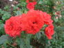 Fiery Hit ® rose photo