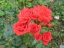 Fiery Hit ® rose photo