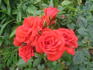 Fiery Hit ® rose photo