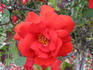 Wild West ™ rose photo