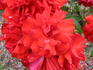 Wild West ™ rose photo