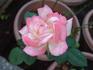 City of Alexandria rose photo