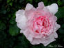 Dream rose photo