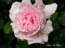 Dream rose photo