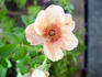Nigel Hawthorne rose photo