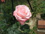 Selvetta ® rose photo
