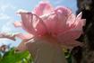 Madame Angélique Veysset rose photo