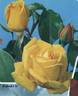 Kabuki ® rose photo